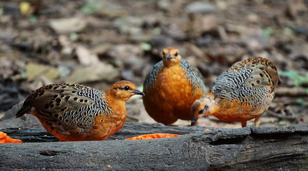 Ferruginous Partridge - ML640799904