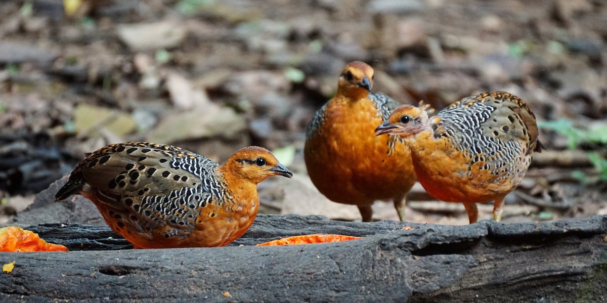 Ferruginous Partridge - ML640799922