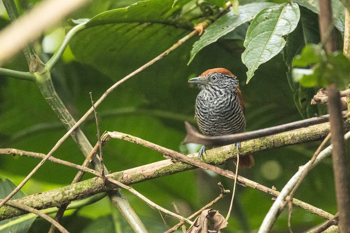 Lined Antshrike - ML640799935