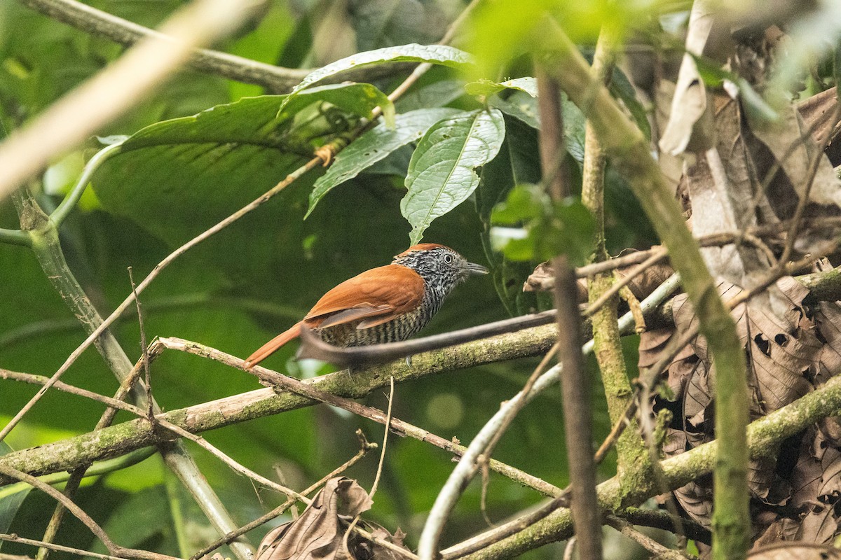 Lined Antshrike - ML640799937