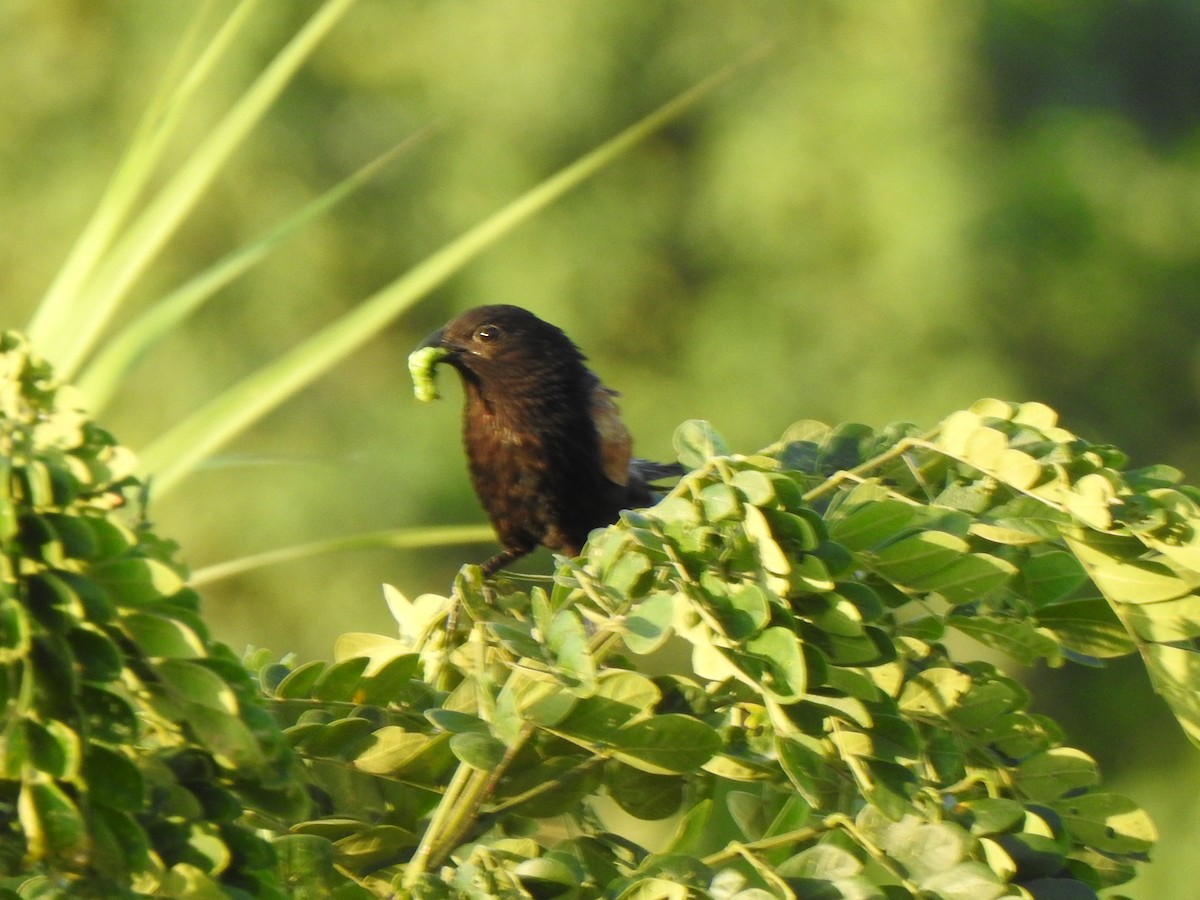 Lesser Coucal - ML640800000