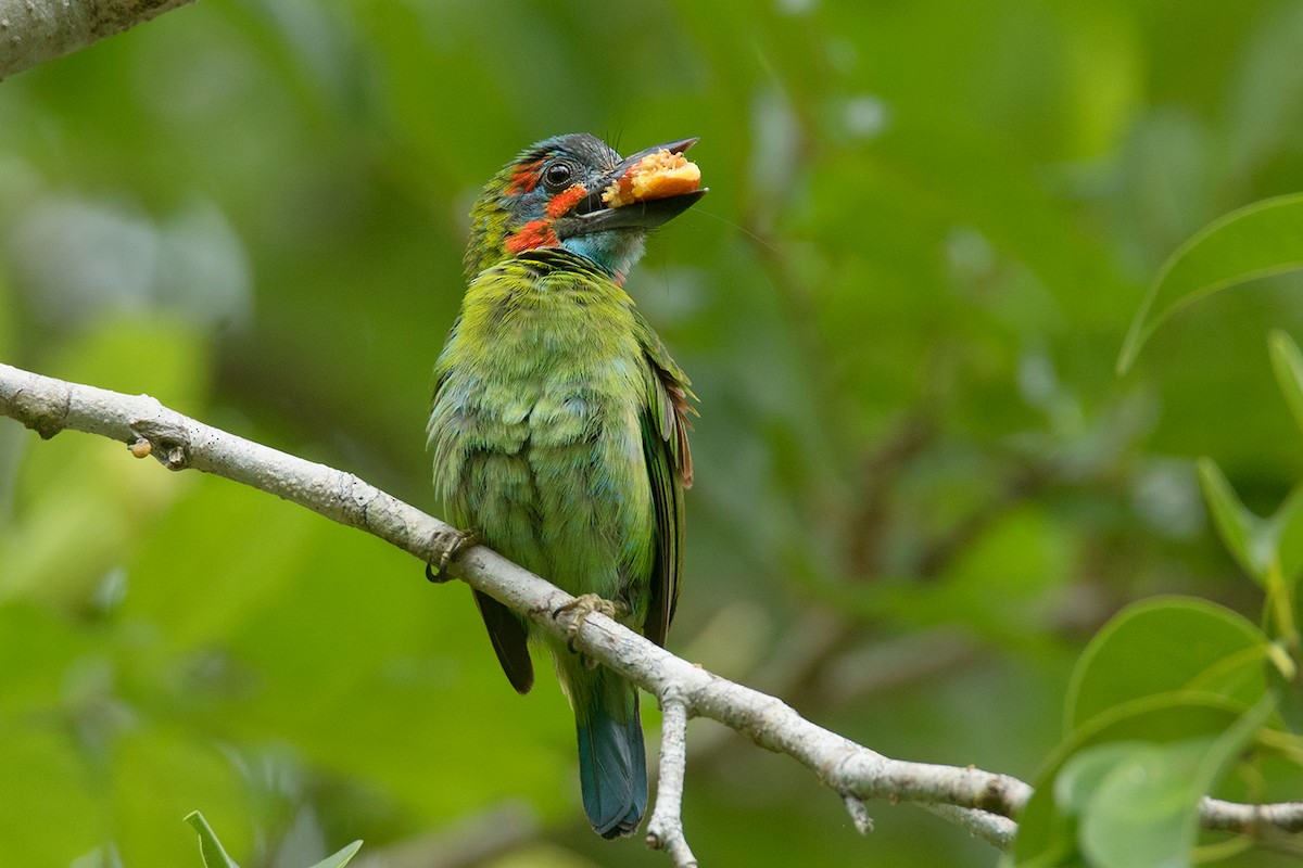 barbet modrouchý - ML64080001