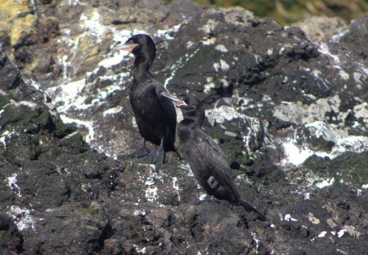 Neotropic Cormorant - ML640800013
