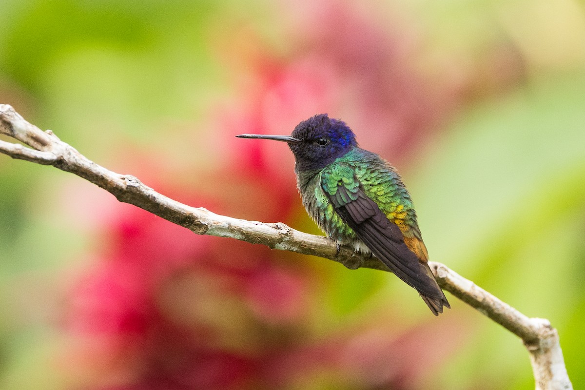 Golden-tailed Sapphire - ML640800014