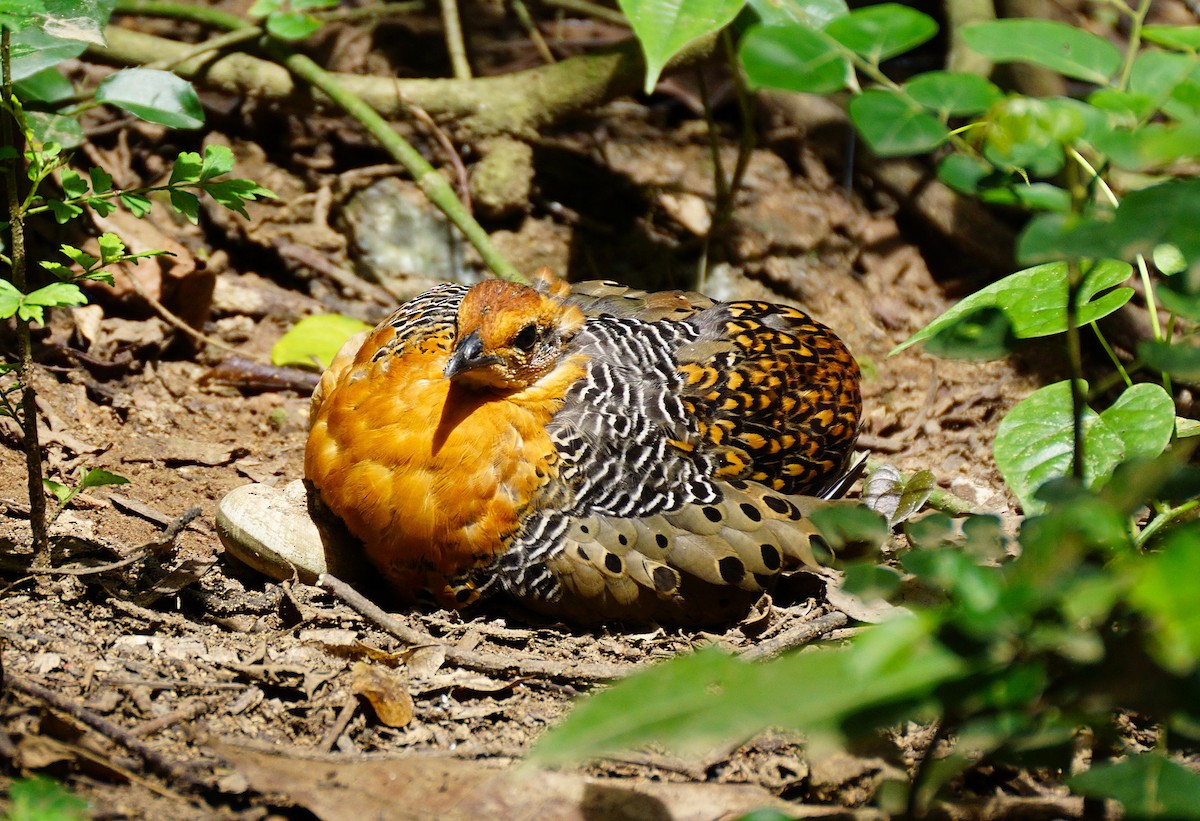 Ferruginous Partridge - ML640800015