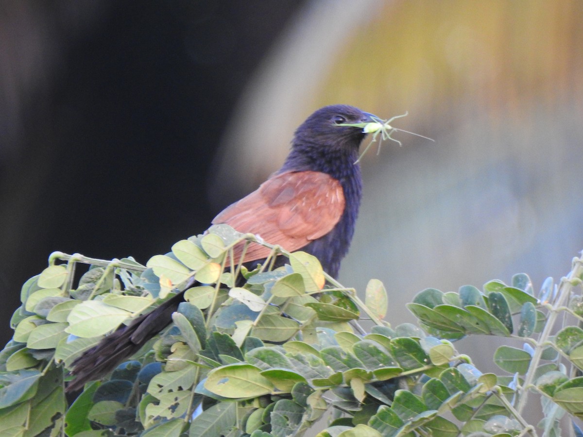 Lesser Coucal - ML640800016