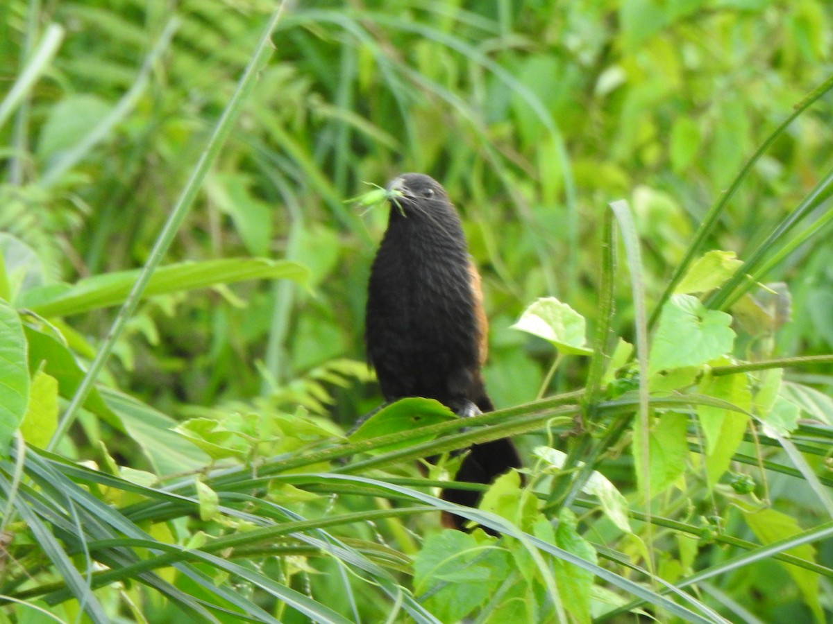 Lesser Coucal - ML640800035