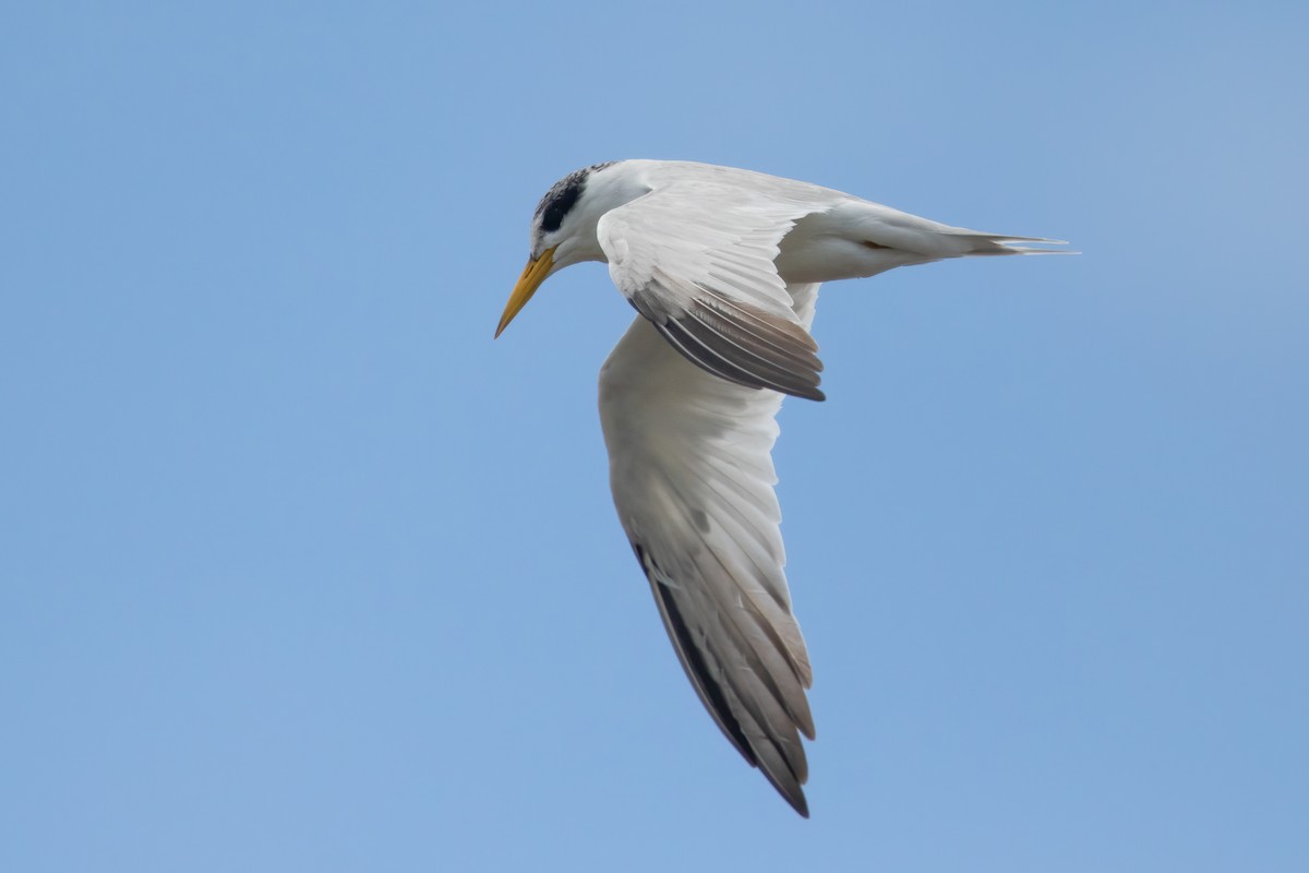 Yellow-billed Tern - ML640800039