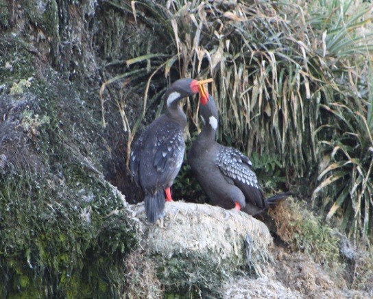 Red-legged Cormorant - ML640800040