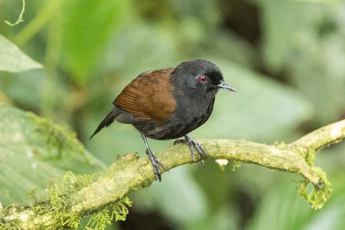 Western Fire-eye (Black-bellied) - ML640800059