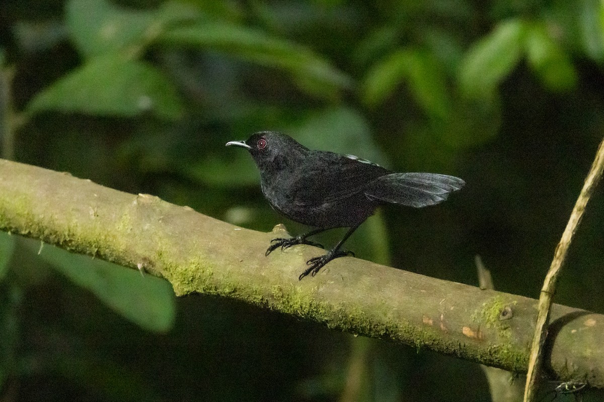 Western Fire-eye (Black-bellied) - ML640800060