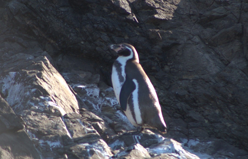 Humboldt Penguin - ML640800080