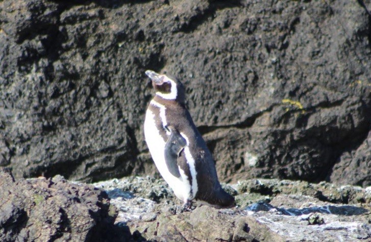 Magellanic Penguin - ML640800106