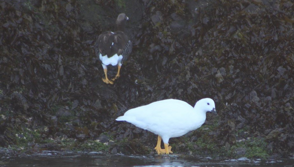 Kelp Goose - ML640800127