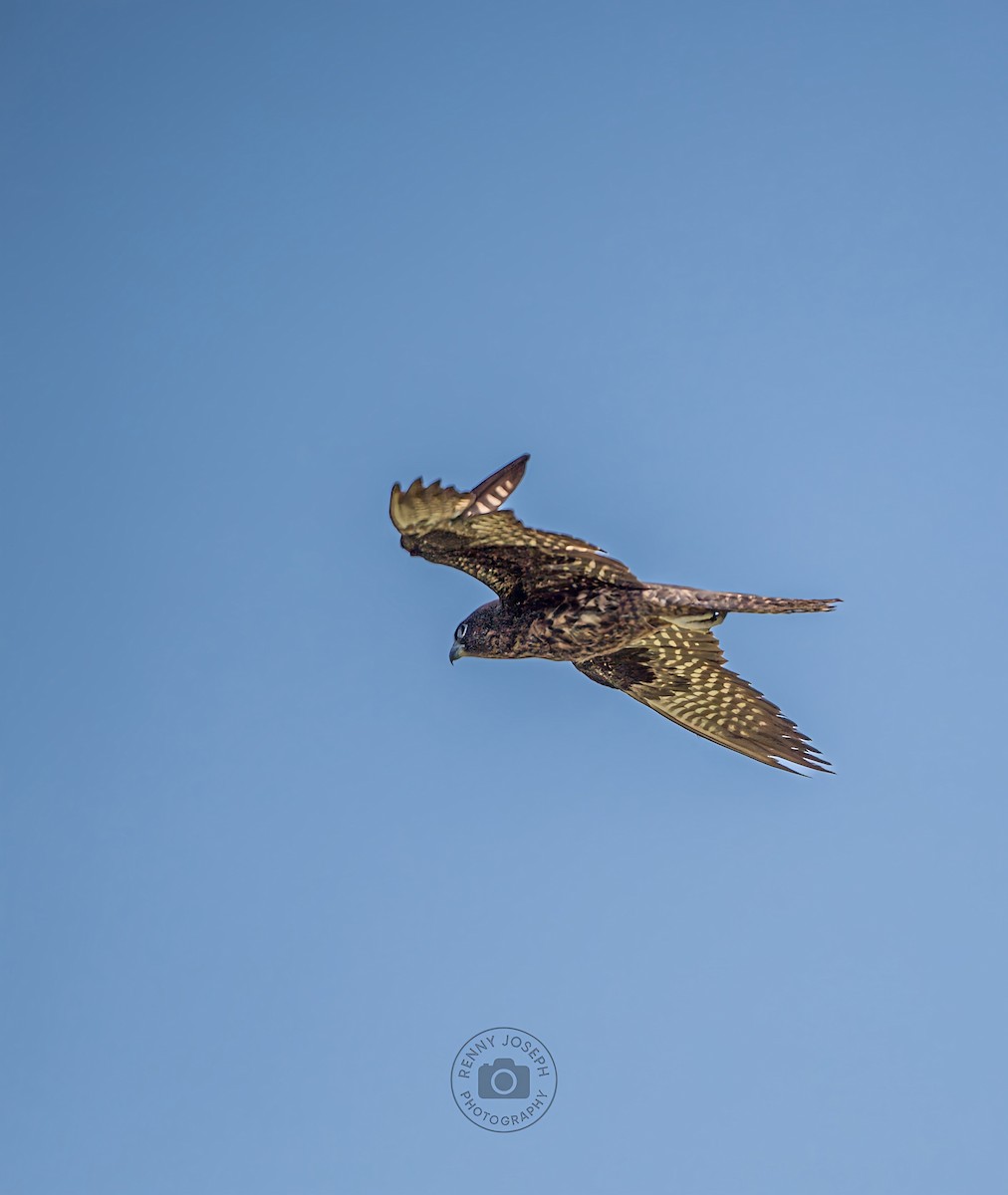 Eleonora's Falcon - ML640800178
