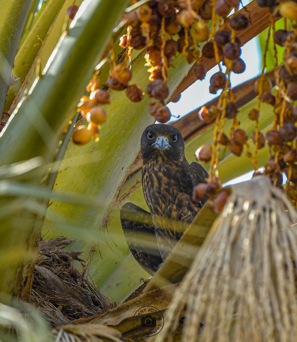 Eleonora's Falcon - ML640800184