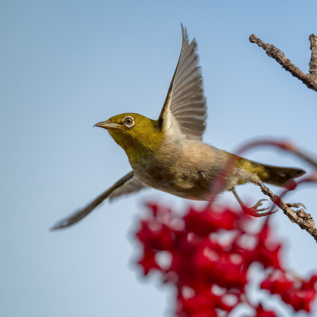 Japanbrillenvogel - ML640800252