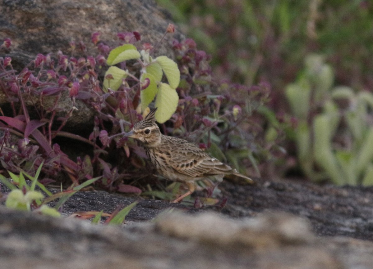 Malabar Lark - ML640800287