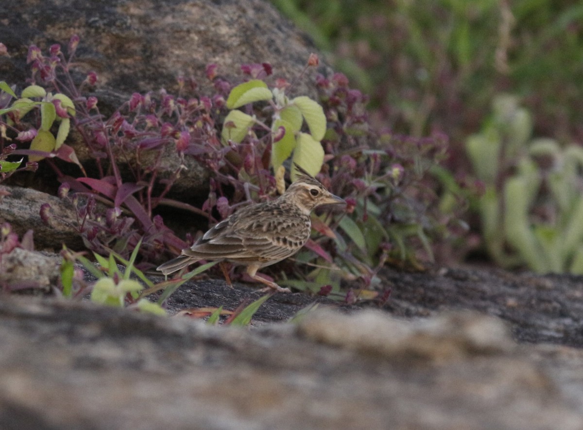 Malabar Lark - ML640800288