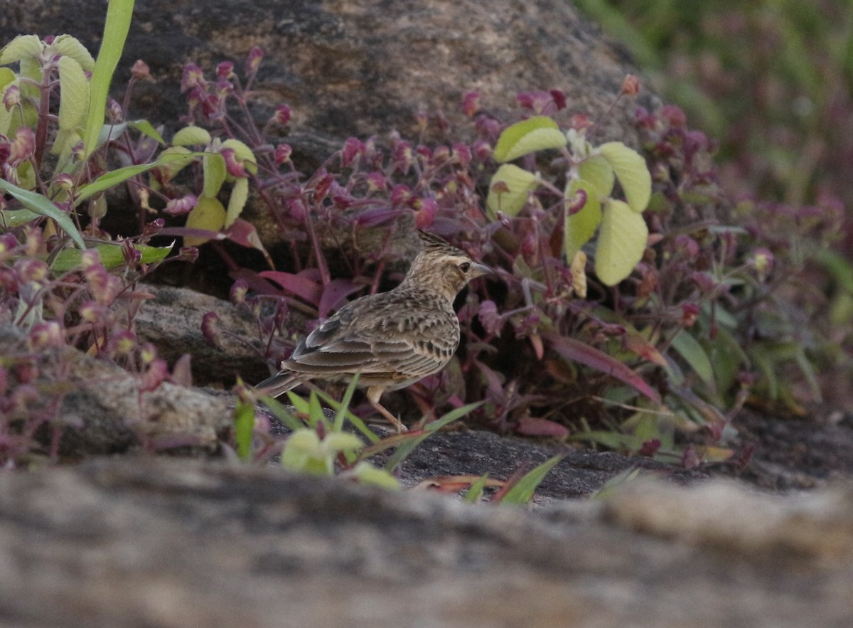 Malabar Lark - ML640800289