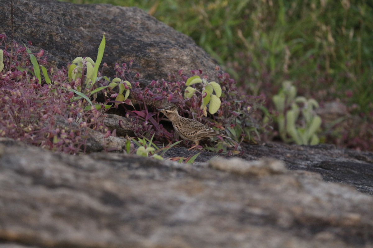 Malabar Lark - ML640800291