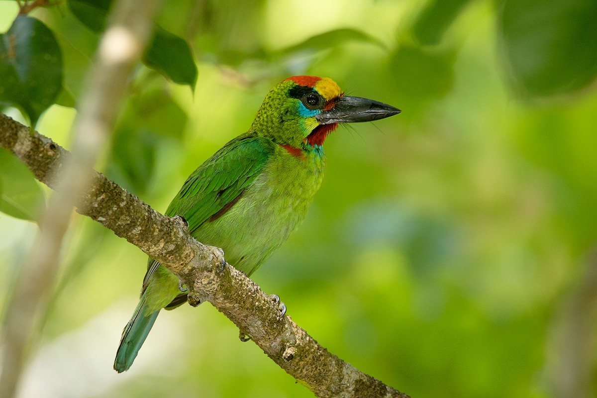 Red-throated Barbet - ML64080031