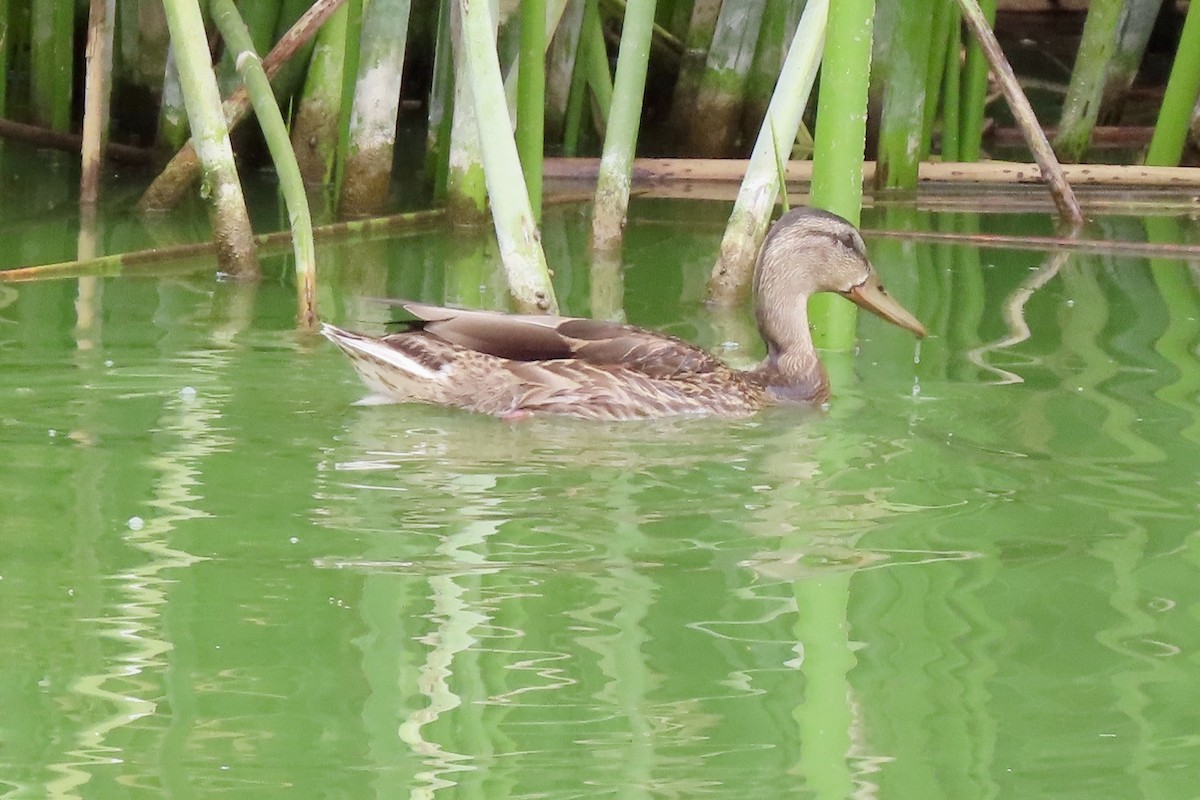 Mallard - ML640800315