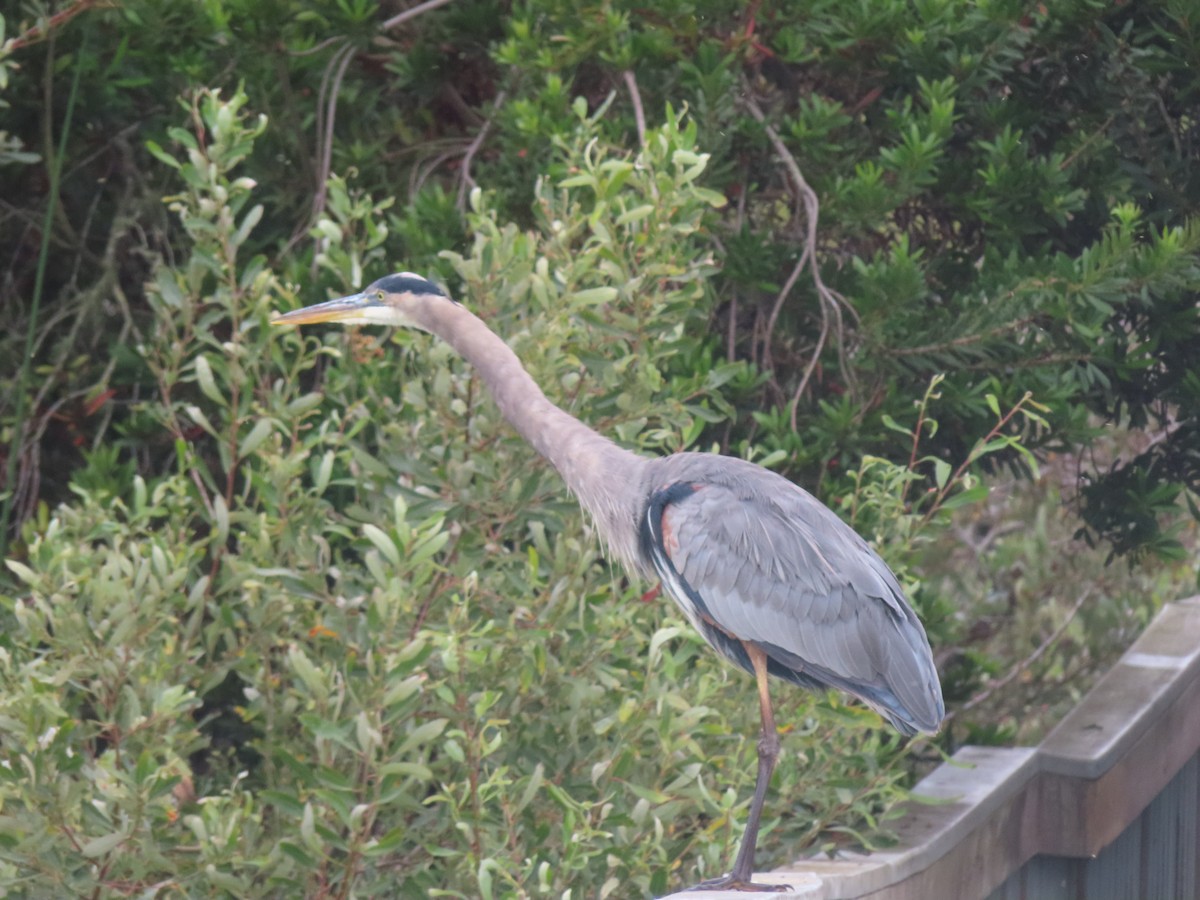 Great Blue Heron - ML640800327