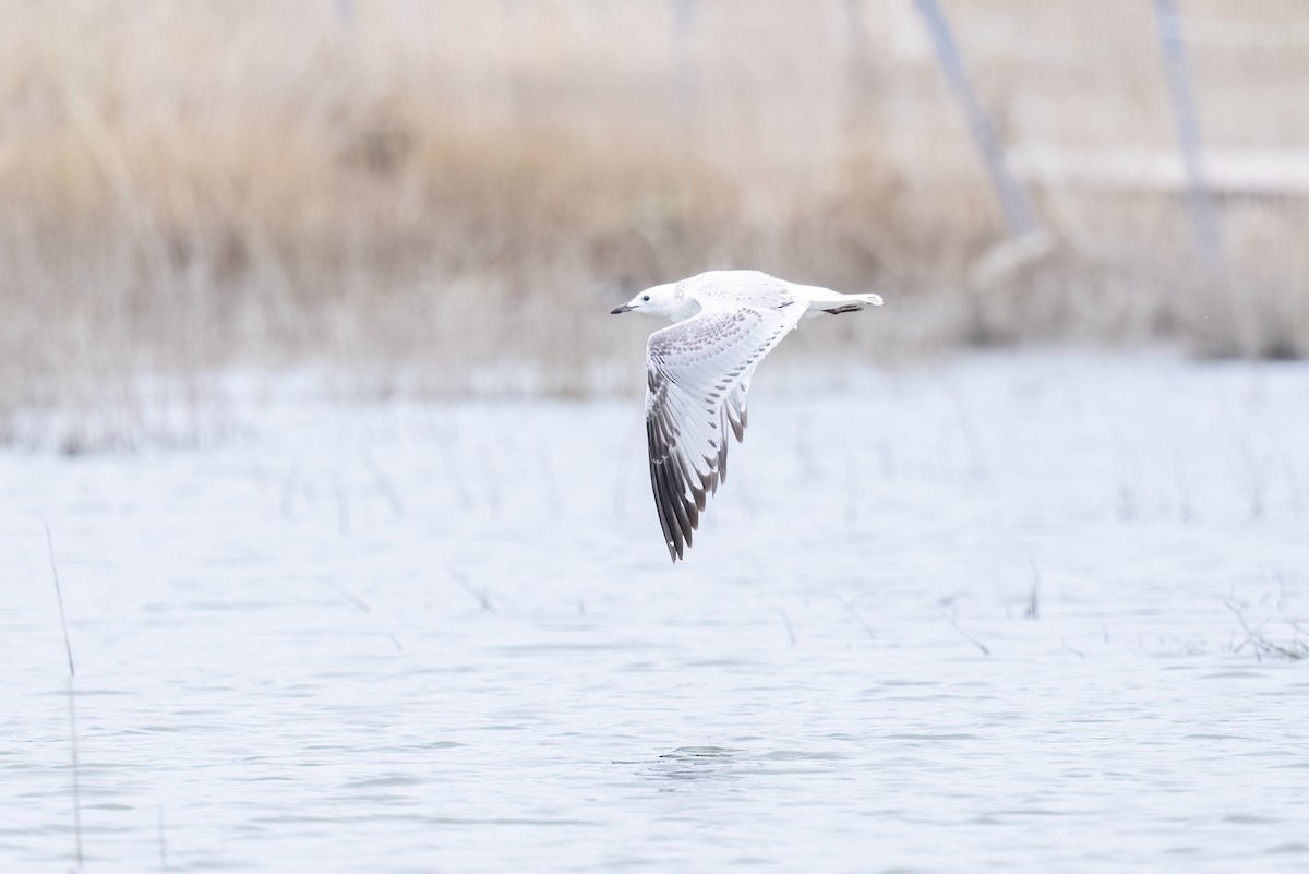 Mouette relique - ML640800376