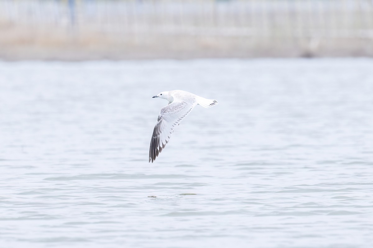 Mouette relique - ML640800377