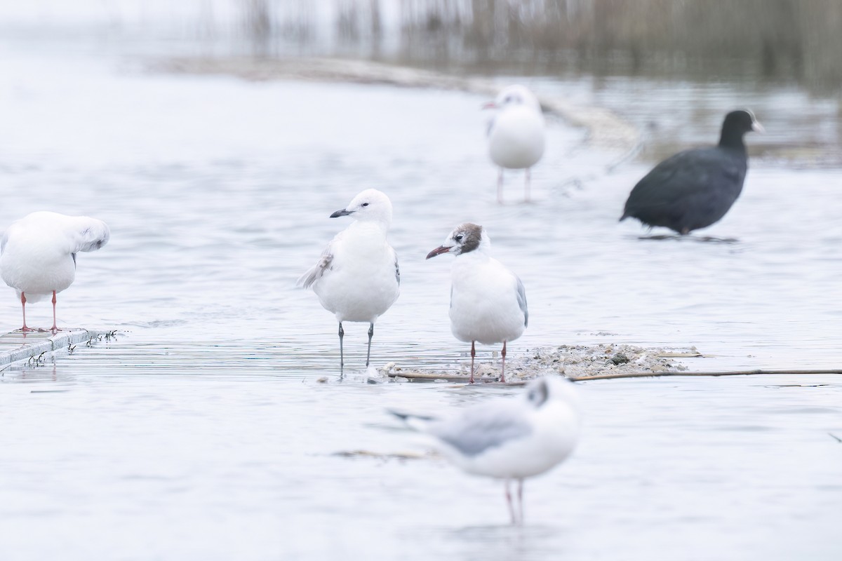 Mouette relique - ML640800379