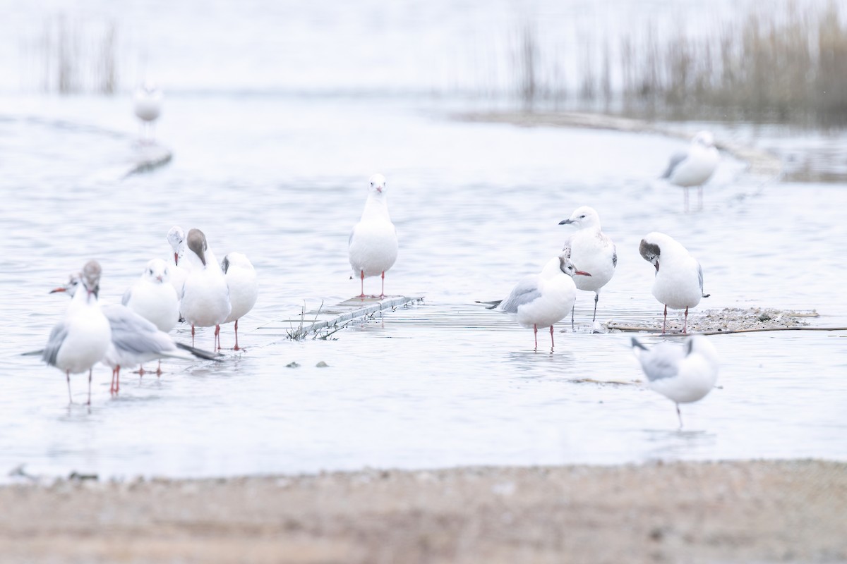 Mouette relique - ML640800380
