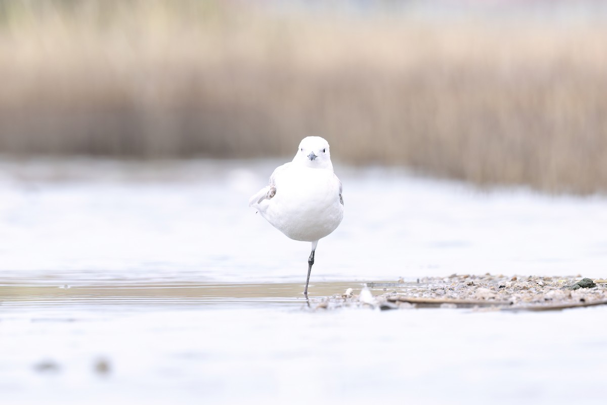 Mouette relique - ML640800381