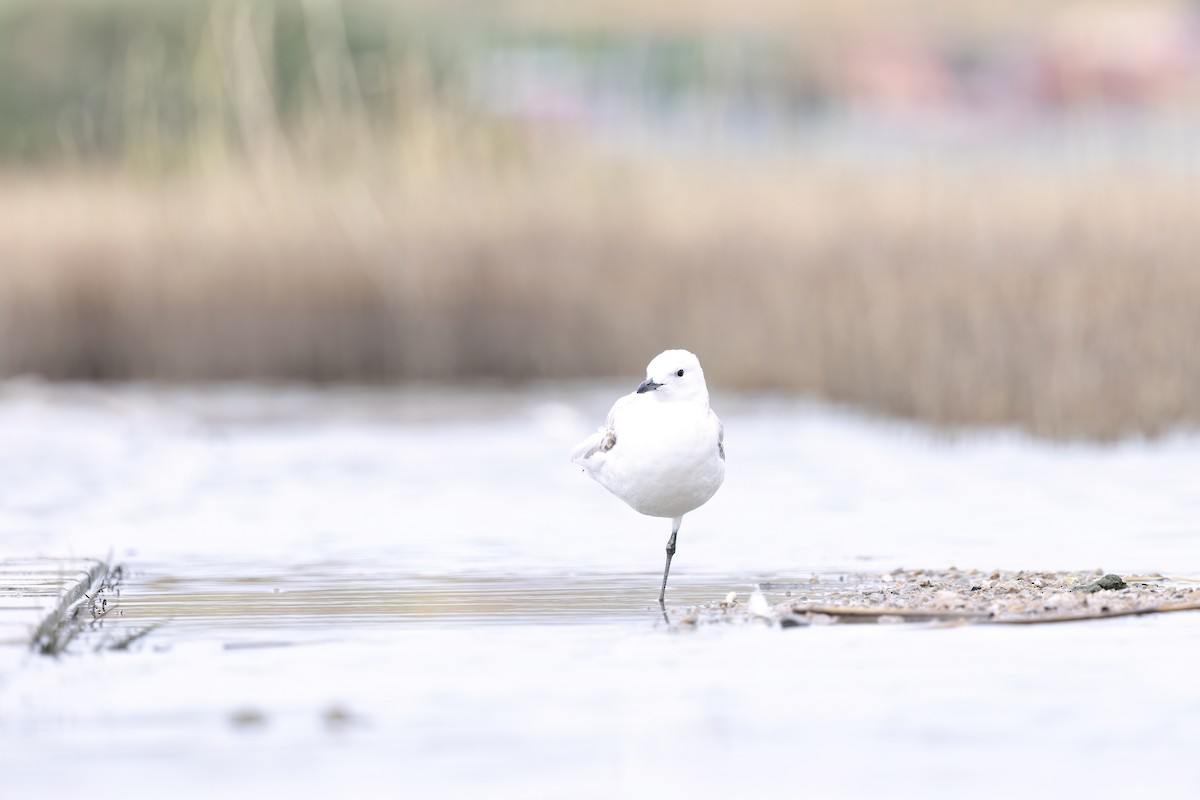Mouette relique - ML640800382