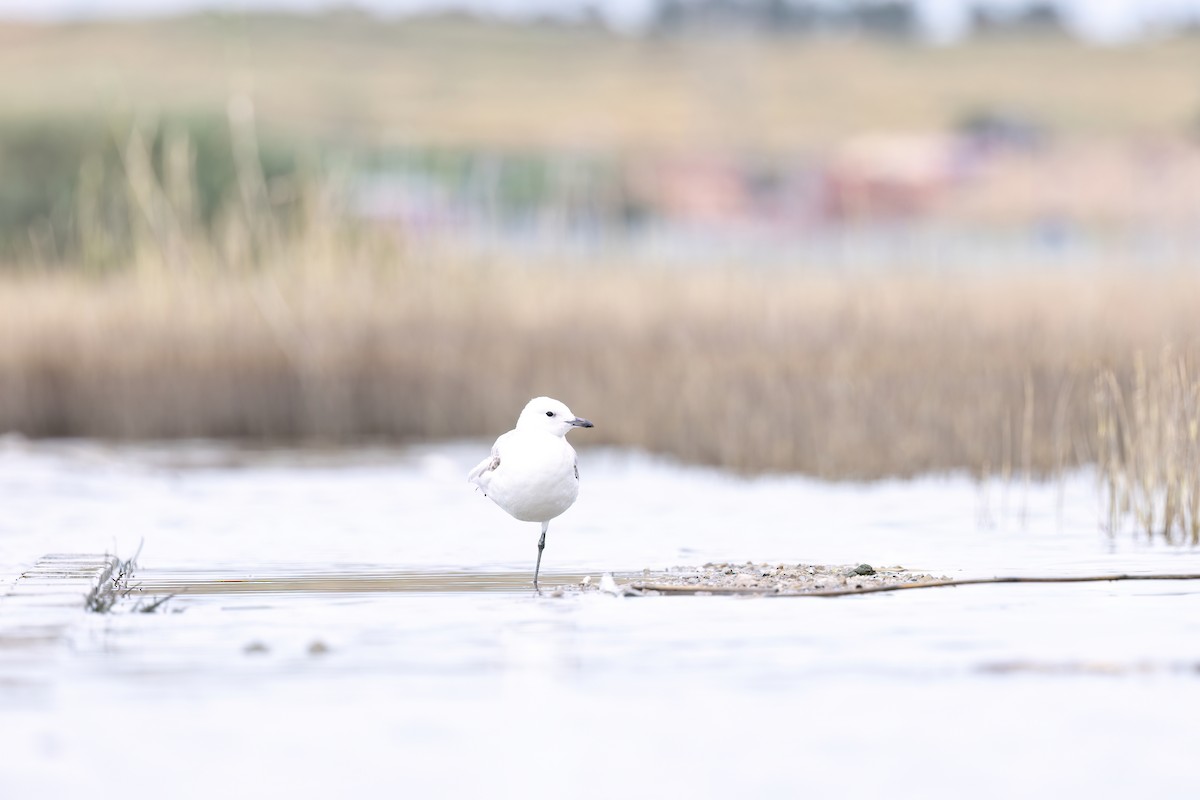 Mouette relique - ML640800384