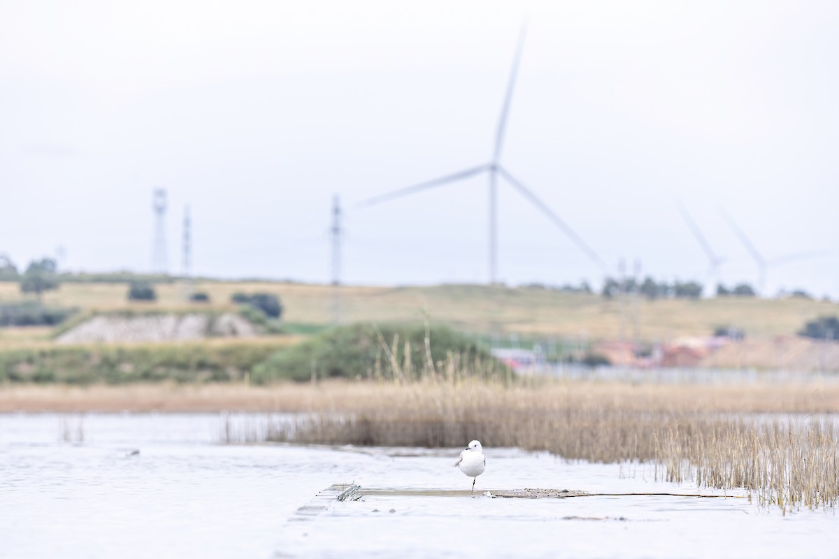 Mouette relique - ML640800385