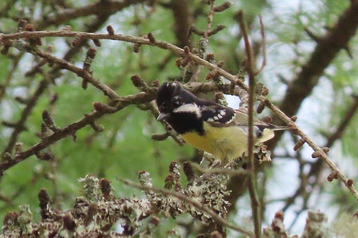 Yellow-bellied Tit - ML640800388