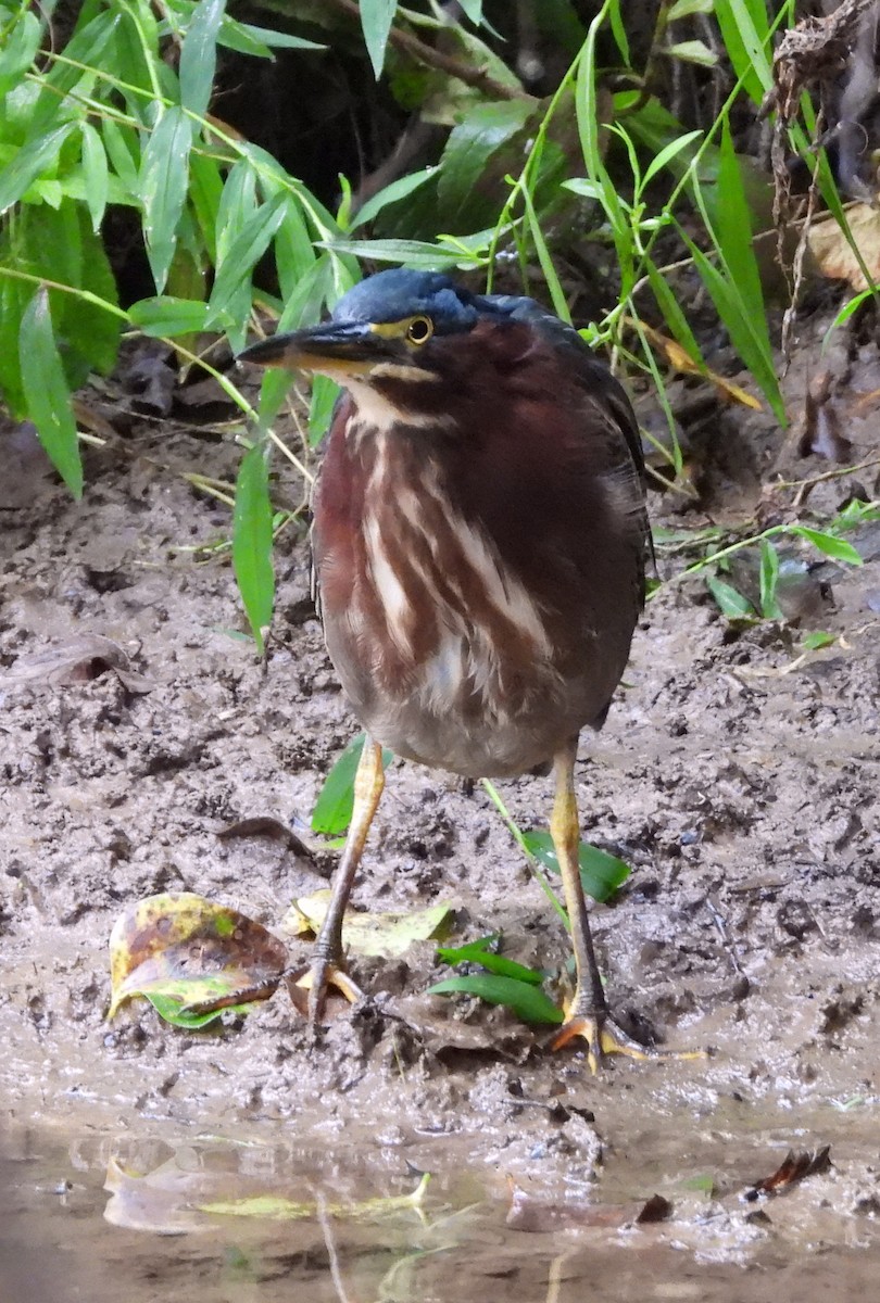 Green Heron - ML640800390