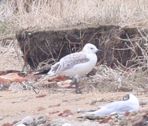 Mouette relique - ML640800396