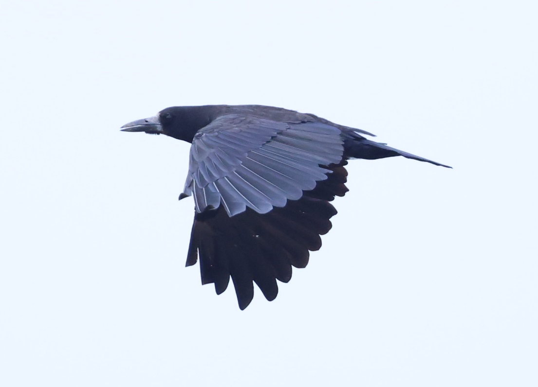 Rook - ML640800414