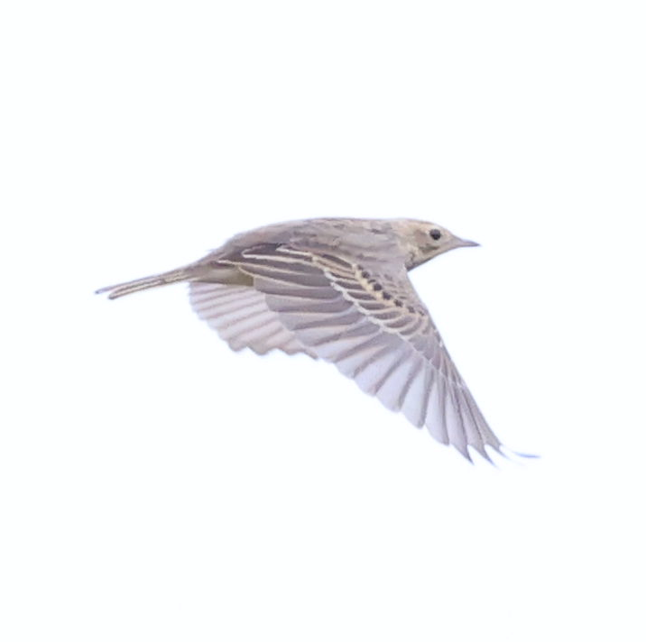 Richard's Pipit - ML640800420