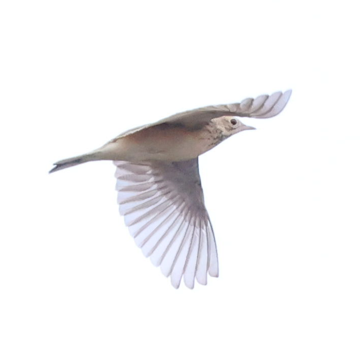 Richard's Pipit - ML640800421