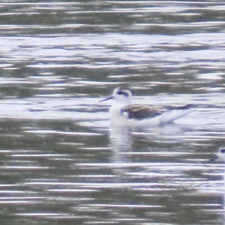 Red-necked Phalarope - ML640800422
