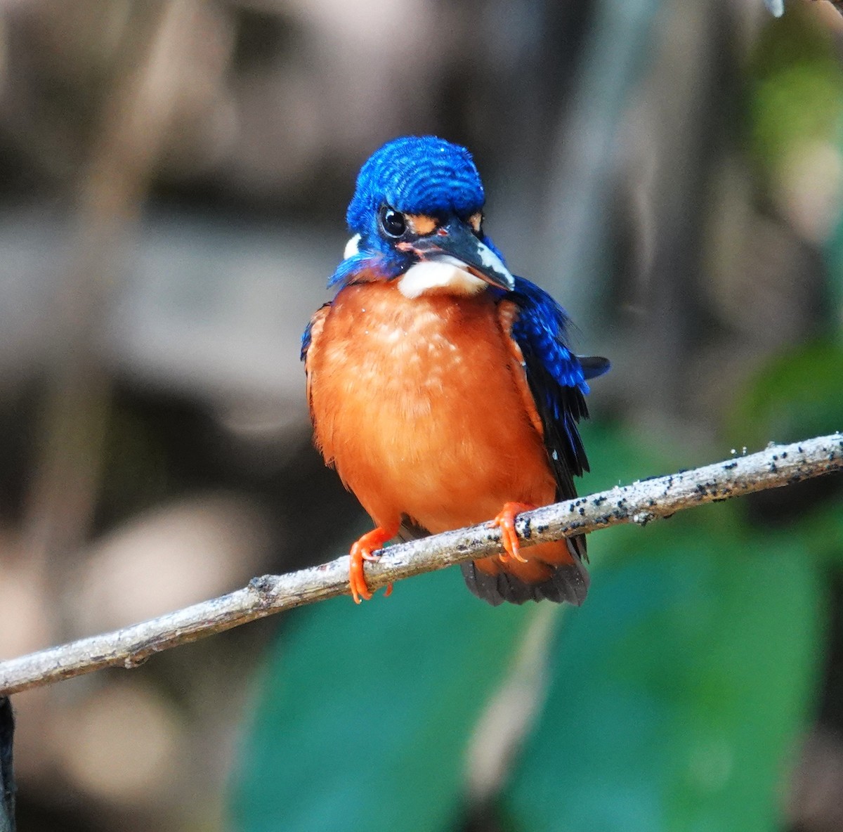 Blue-eared Kingfisher - ML640800448