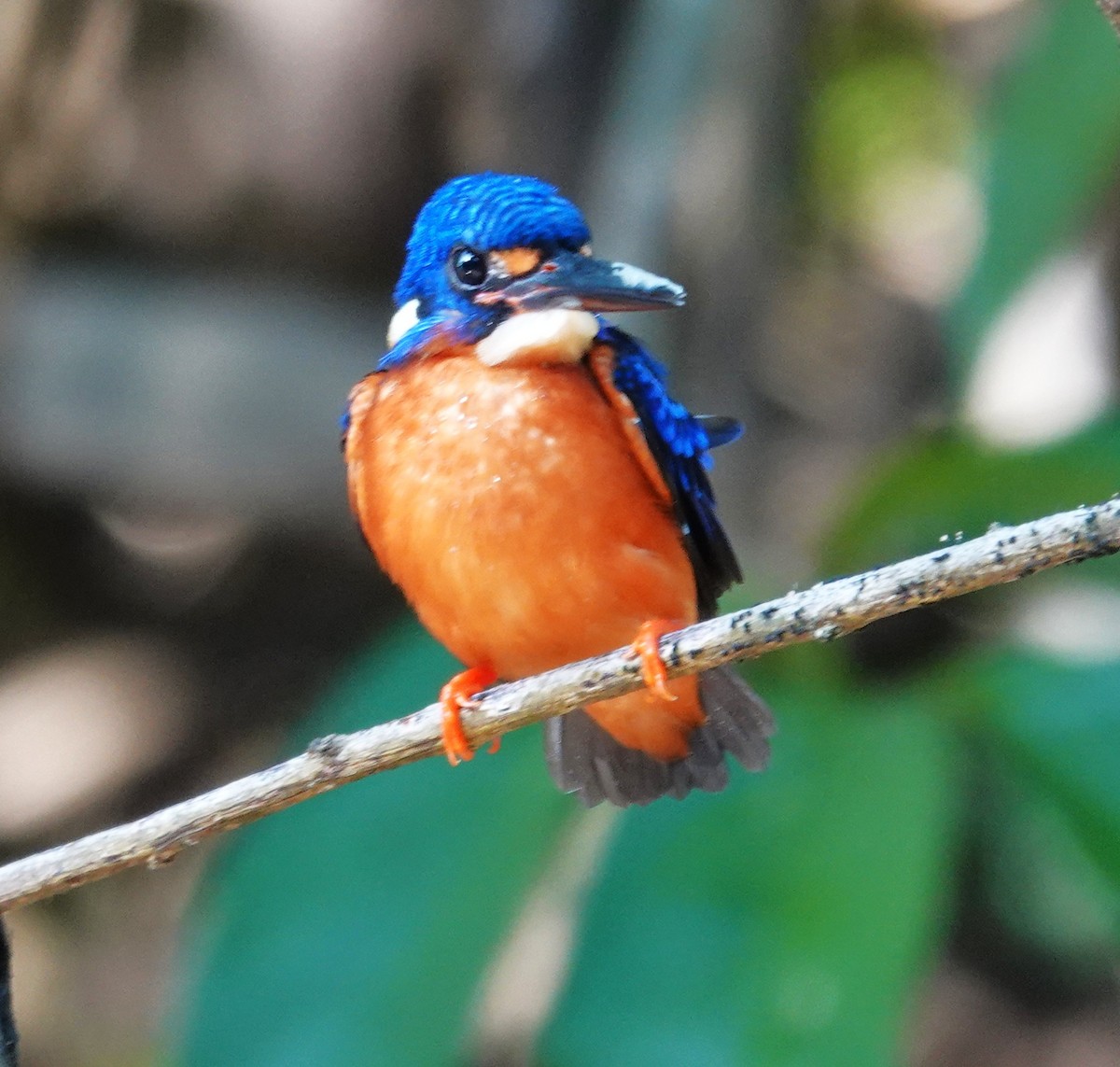 Blue-eared Kingfisher - ML640800450
