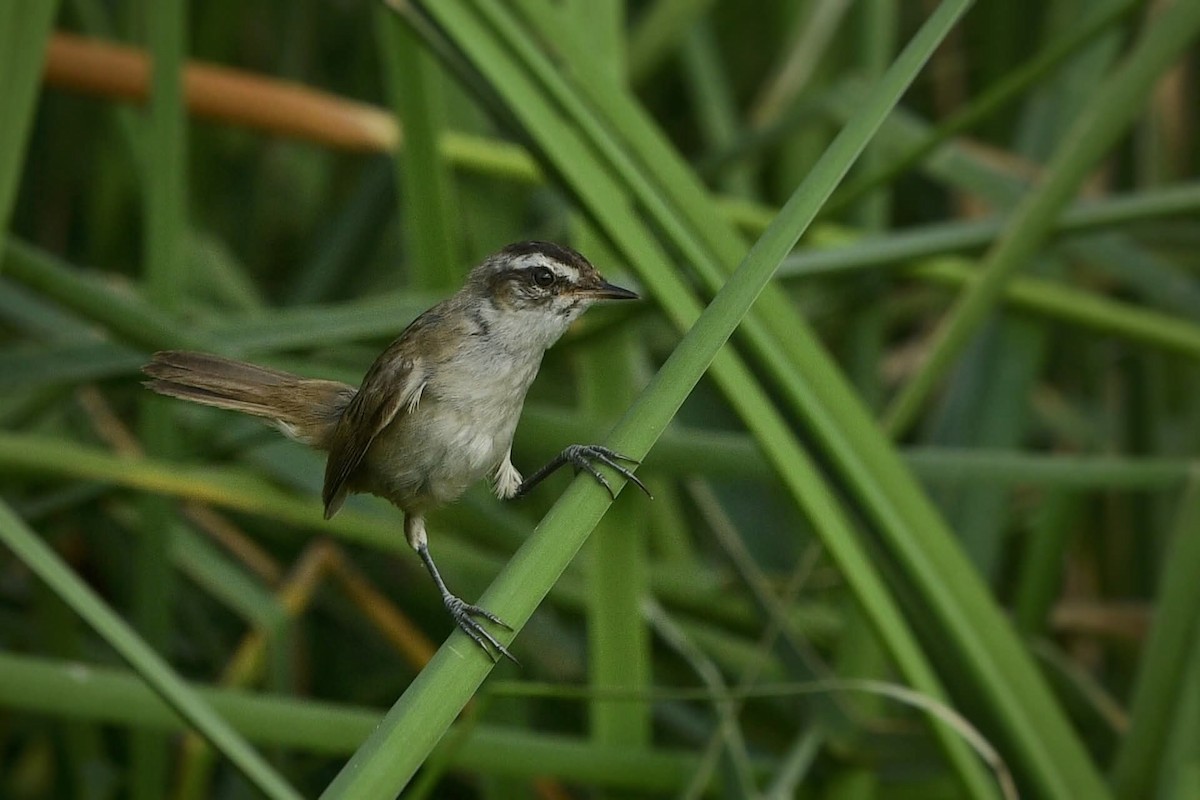 Moustached Warbler - ML640800458