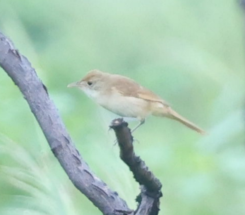Thick-billed Warbler - ML640800468