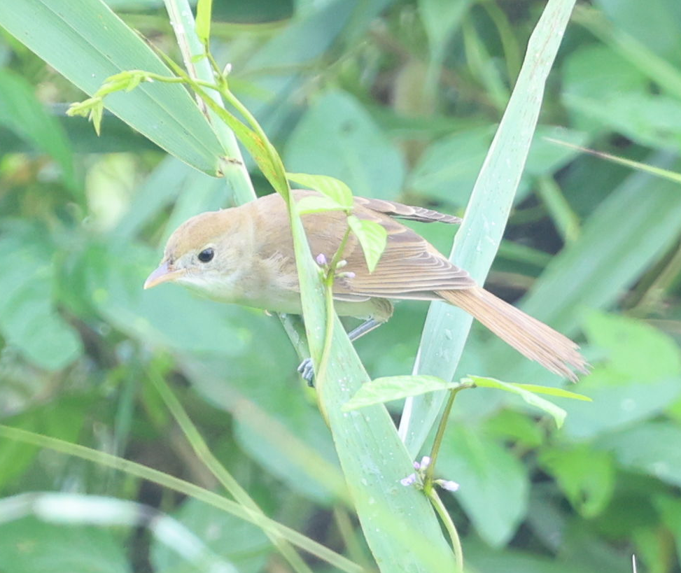 Thick-billed Warbler - ML640800476