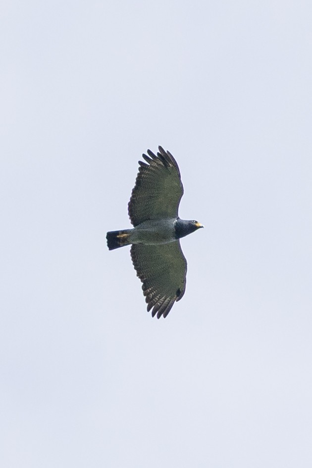 Barred Hawk - ML640800477