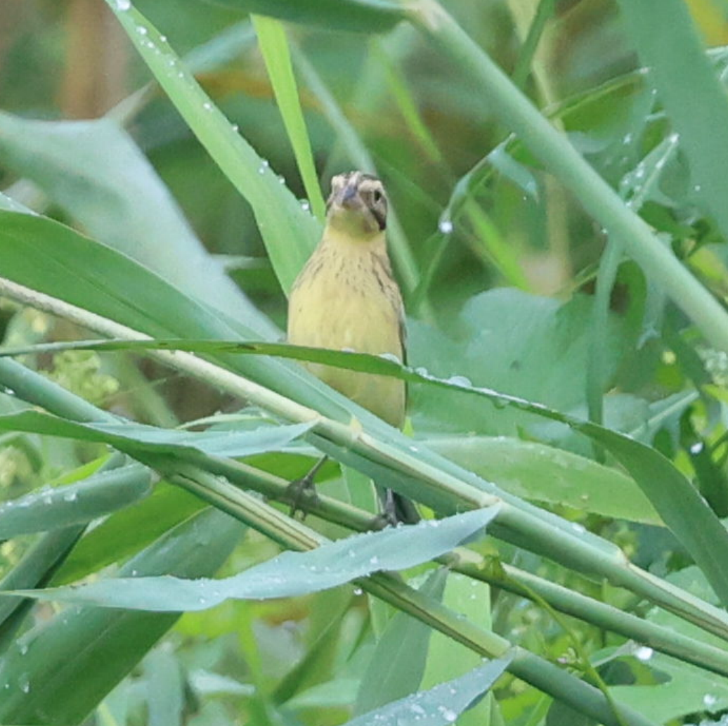 Yellow-breasted Bunting - ML640800493